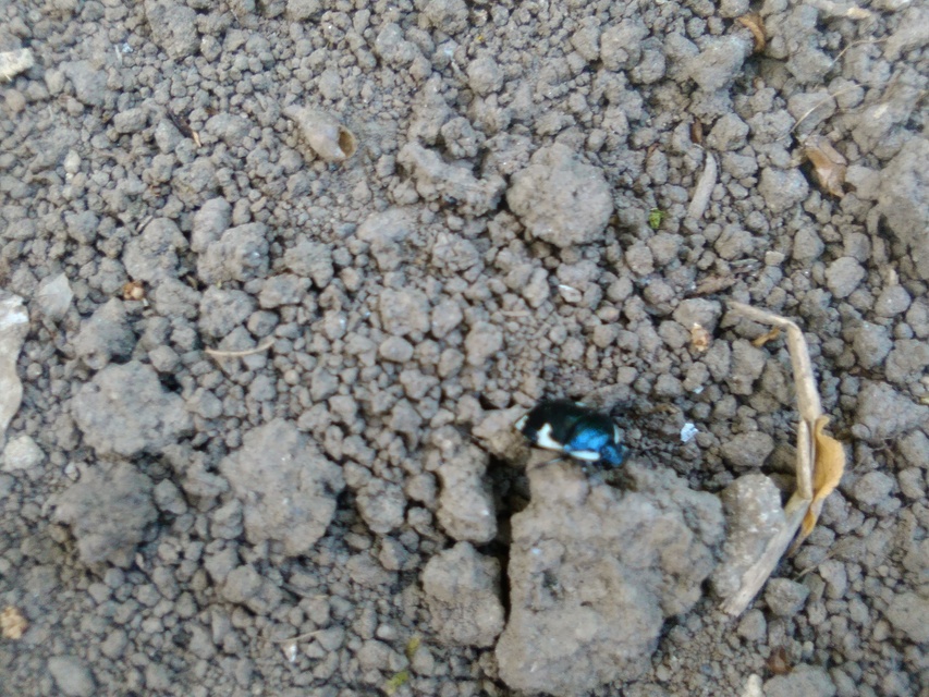 Tritomegas sexmaculatus - hatfoltos földipoloska