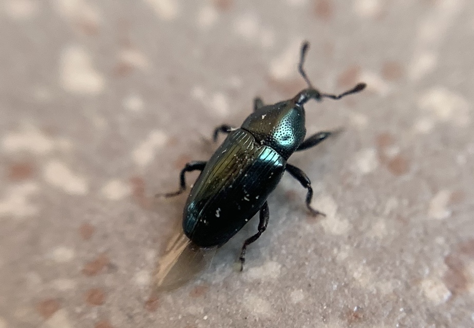 Aulacobaris caerulescens - fémes repcebáris
