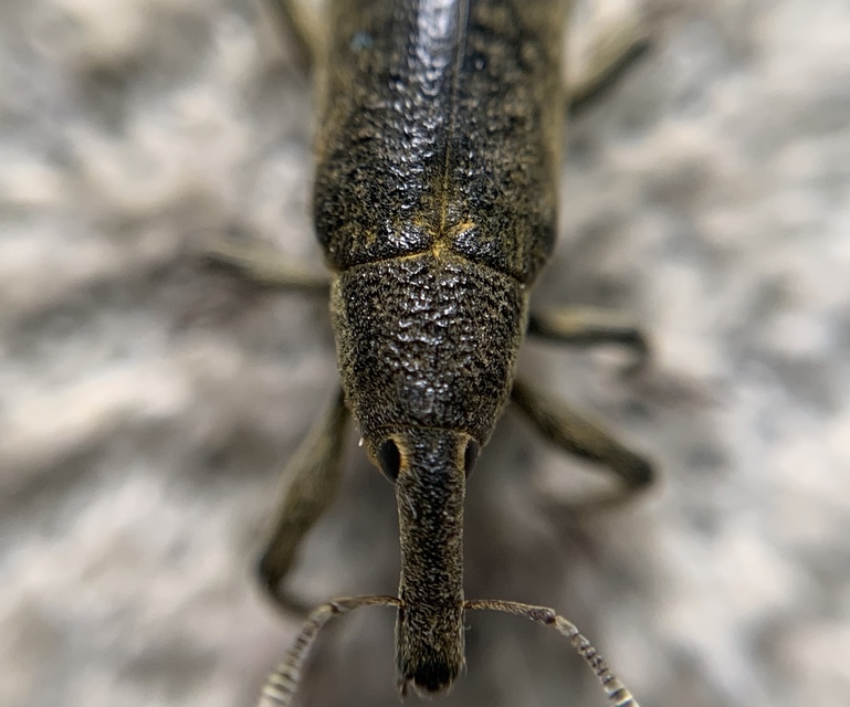 Lixus pulverulentus - mályvafúró dudvabarkó