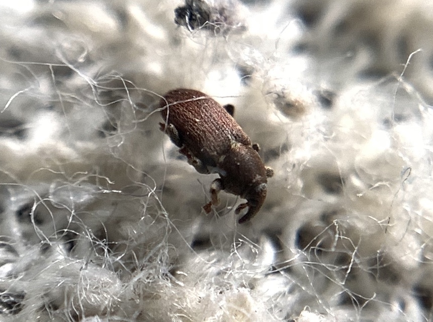 Tychius cuprifer - rezesbarna tímárormányos