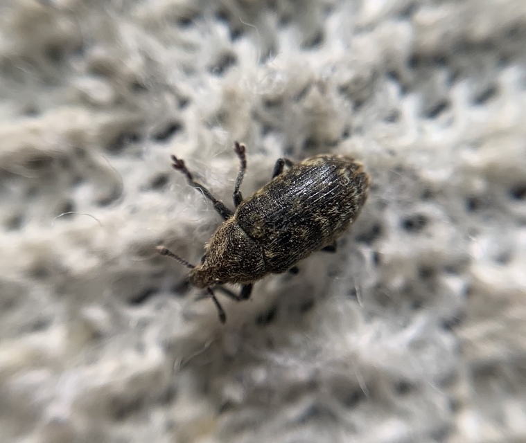 Rhinocyllus conicus - tömpeorrú barkó