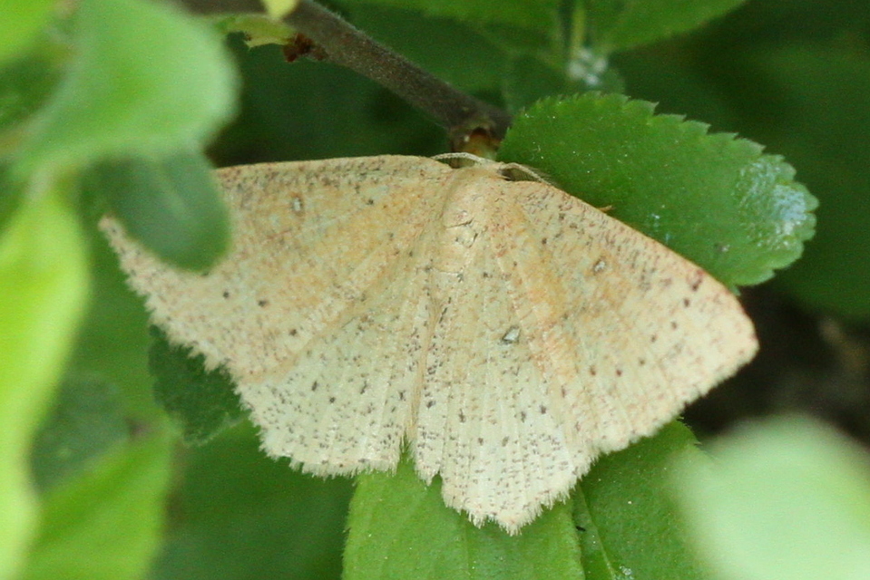 Cyclophora porata - körös pettyesaraszoló