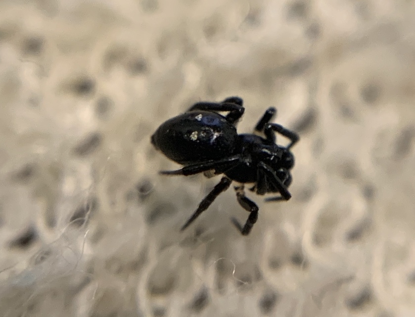 Euryopis saukea
