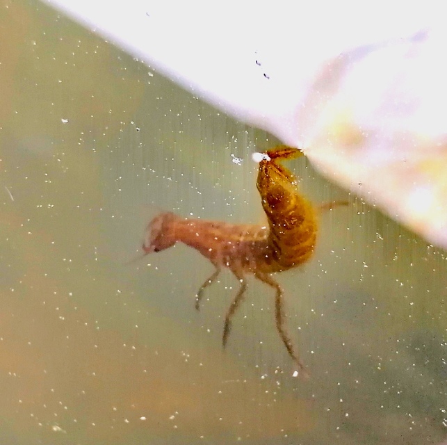 Coleoptera - Bogarak