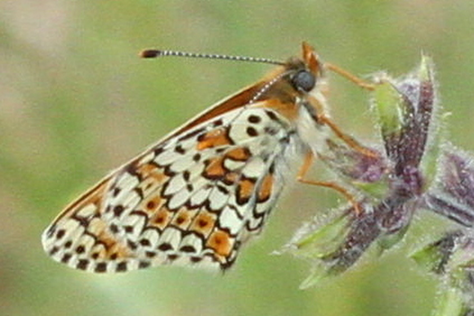 Melitaea cinxia - réti tarkalepke