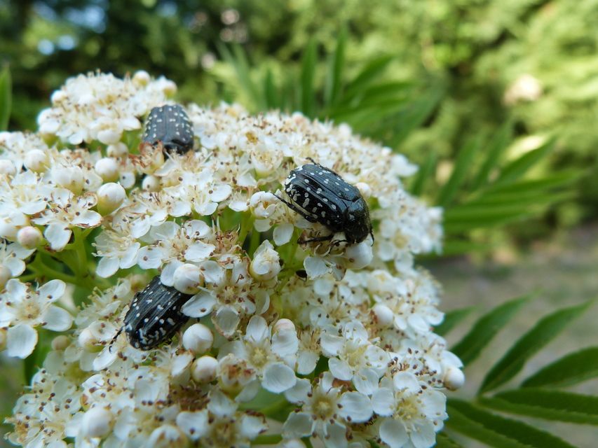 Oxythyrea funesta - sokpettyes virágbogár