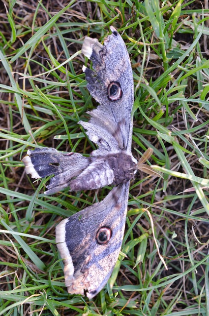 Saturnia pyri - nagy pávaszem