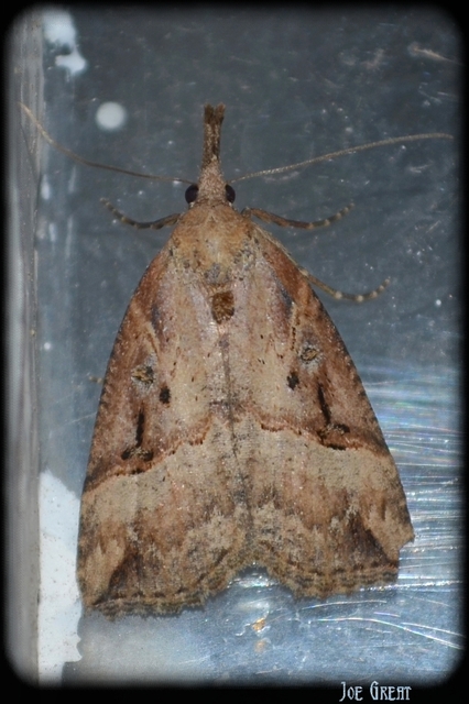 Hypena rostralis - közönséges karcsúbagoly