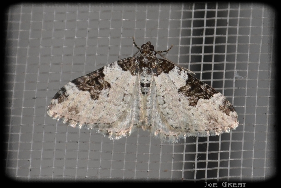 Xanthorhoe fluctuata - közönséges tarkaaraszoló