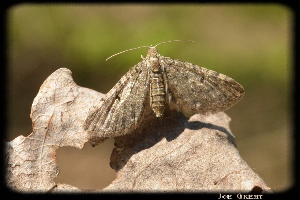 Eupithecia