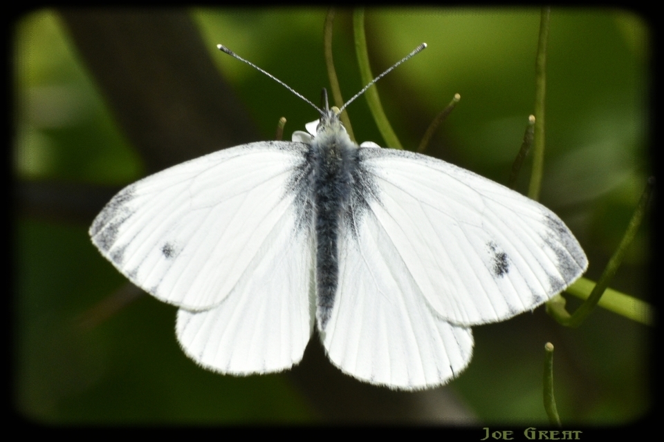 Pieris napi - repcelepke