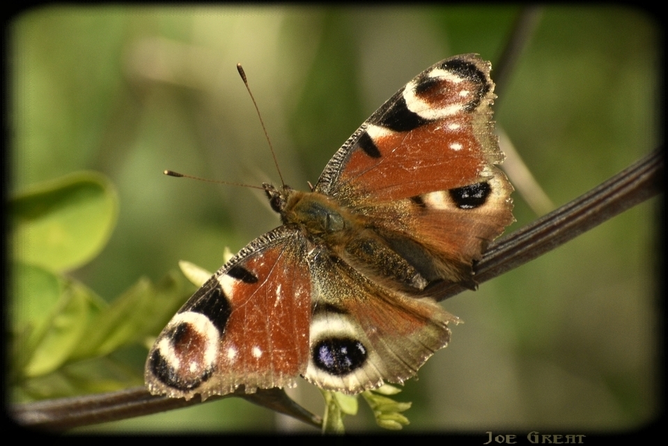 Nymphalis io - nappali pávaszem