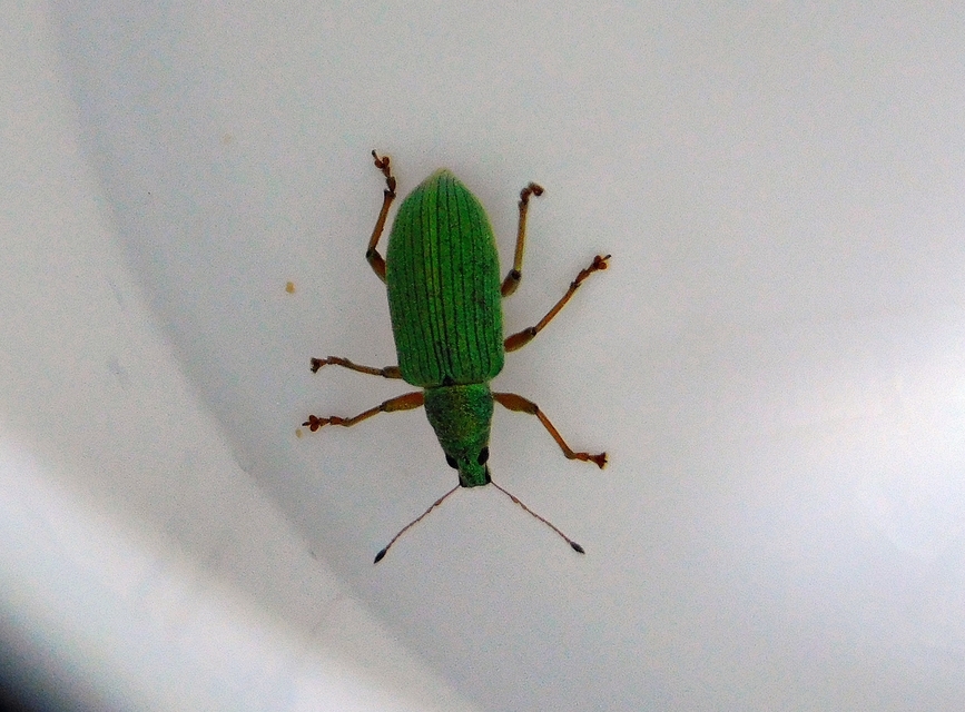Polydrusus formosus - selymes lombormányos