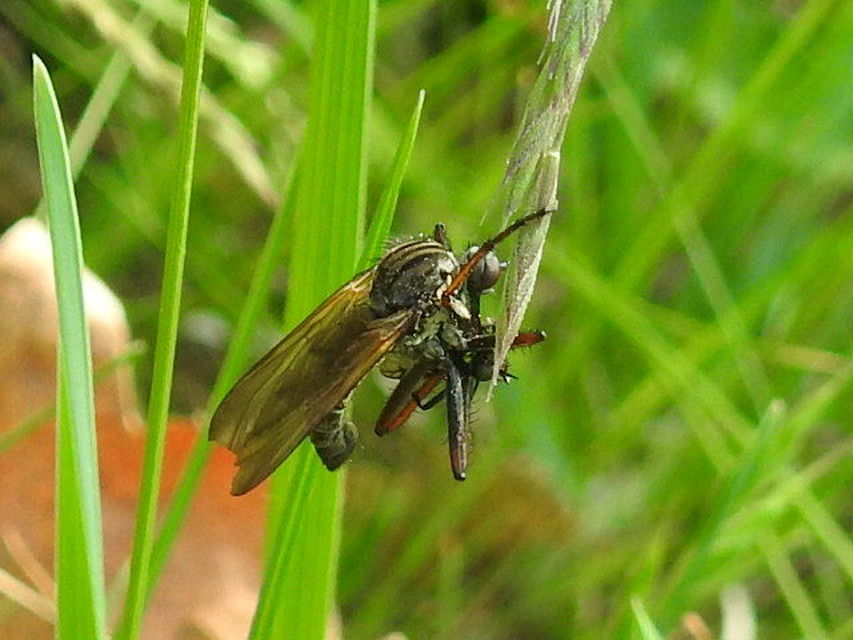 Empis