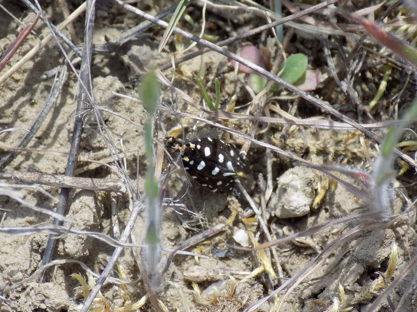 Euplocamus anthracinalis - fésűscsápú korhadékmoly