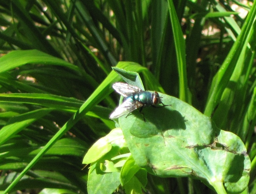Muscidae - igazi legyek