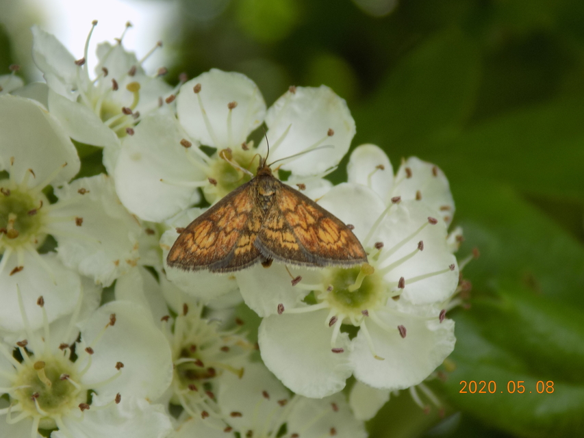 Ecpyrrhorrhoe rubiginalis - rozsdavörös tűzmoly