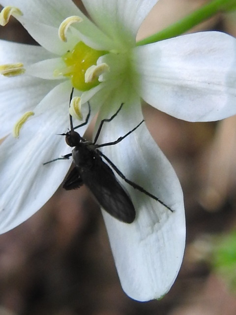 Empididae - táncoslegyek
