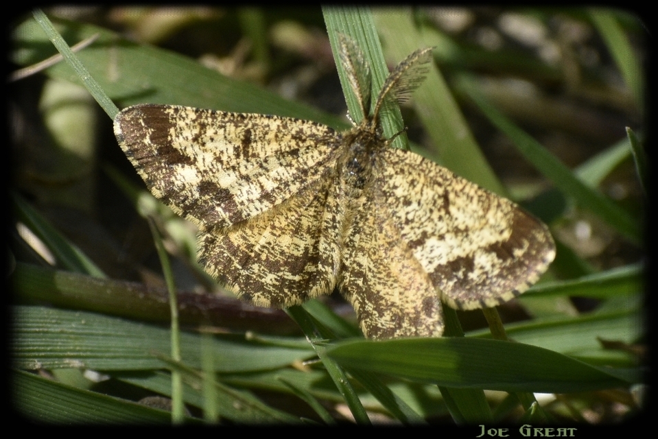 Ematurga atomaria - barna rétiaraszoló