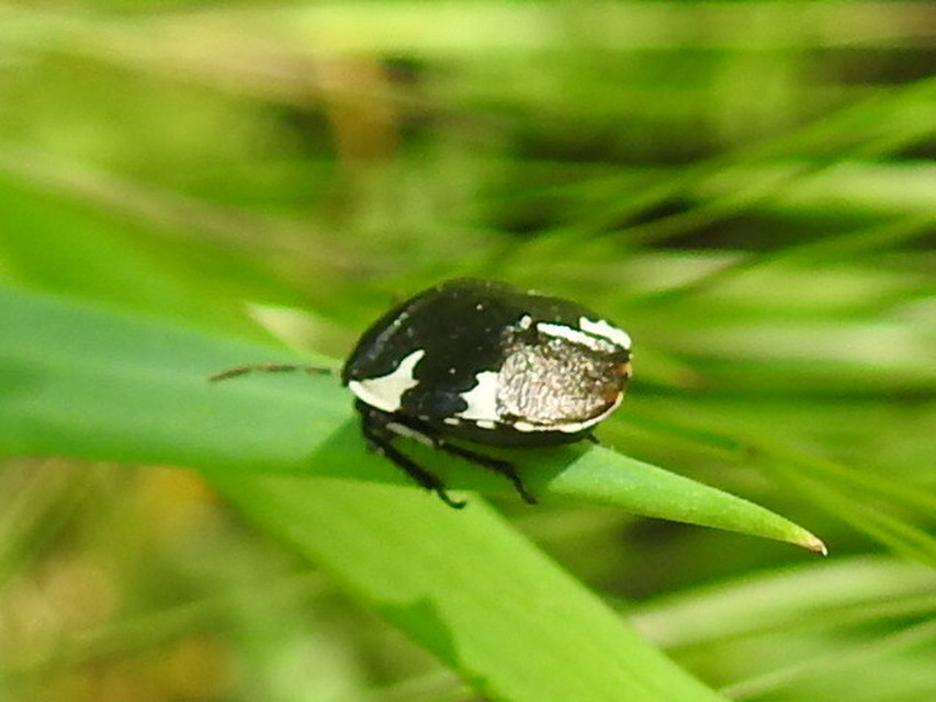 Tritomegas bicolor - foltos földipoloska