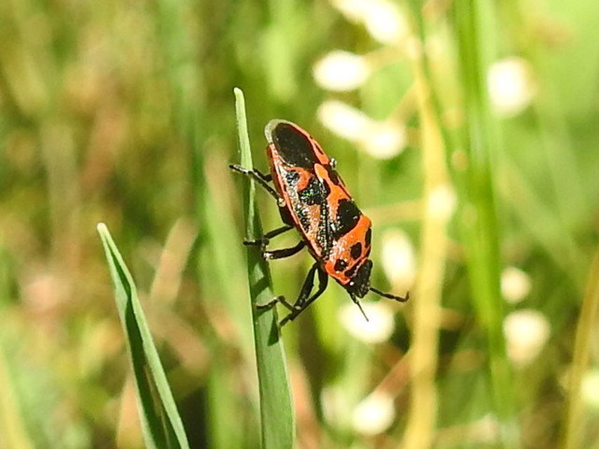 Eurydema ornata - díszespoloska