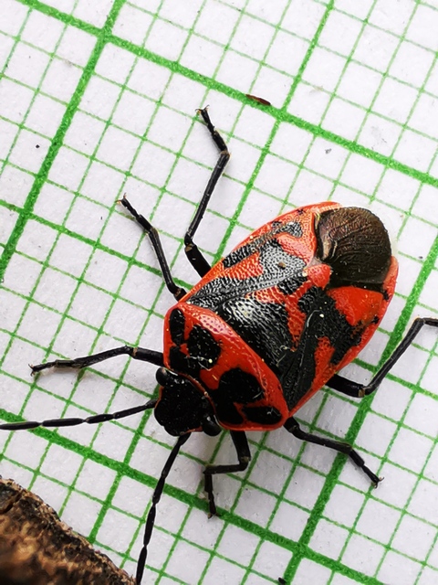 Eurydema ornata - díszespoloska