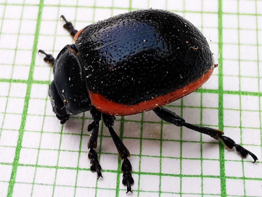 Chrysolina rossia - trapézhátú szegélyeslevelész