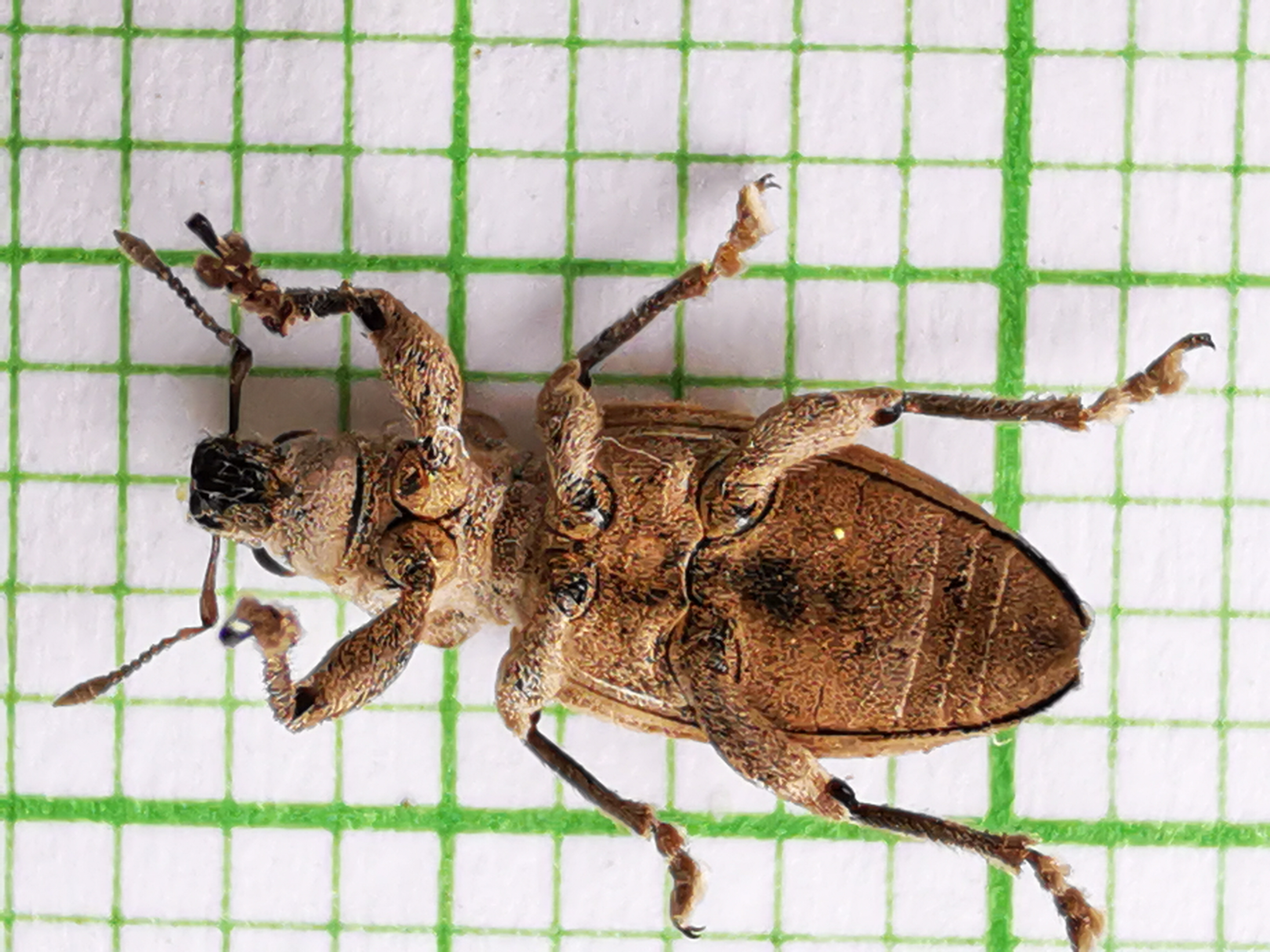 Tanymecus dilaticollis - kukorica-hegyesfarúbarkó