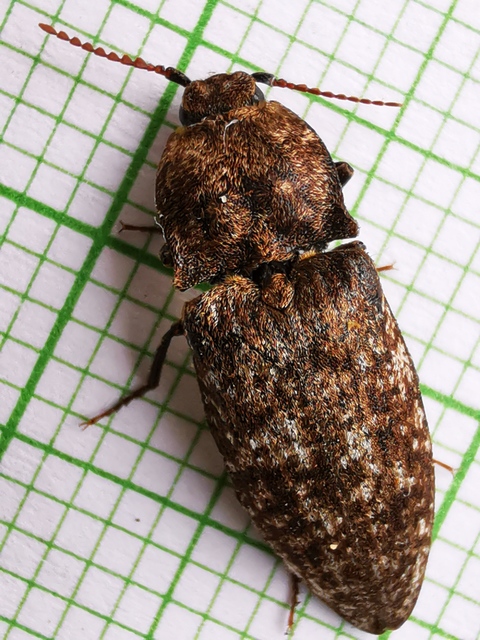 Agrypnus murinus - egérszínű pikkelyespattanó