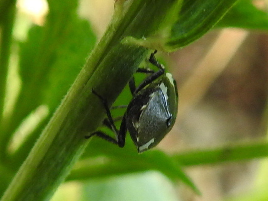 Tritomegas sexmaculatus - hatfoltos földipoloska
