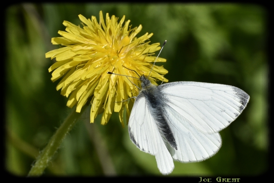Pieris napi - repcelepke