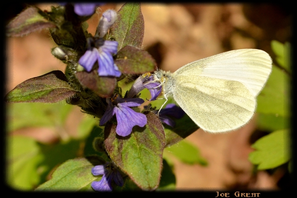 Leptidea sinapis/juvernica
