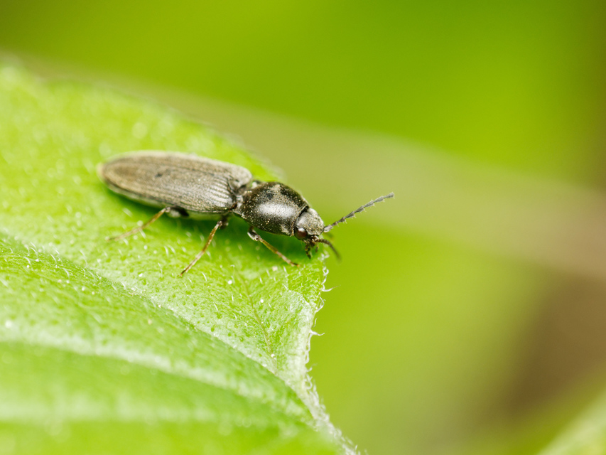 Dicronychus rubripes - kis szívespattanó
