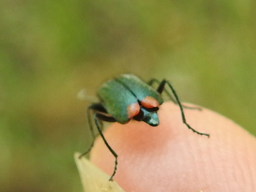Melyridae - sziklaibogár-félék