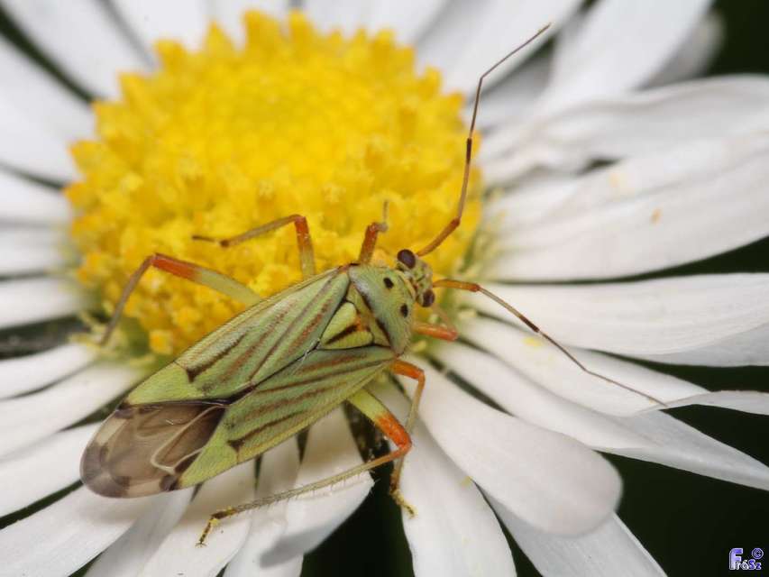 Mermitelocerus schmidtii