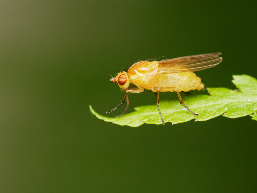 Neoparoecus signatipes