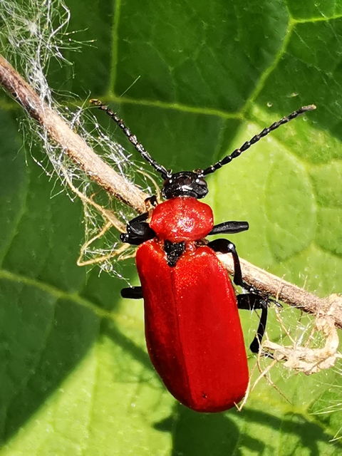 Pyrochroa coccinea - nagy bíborbogár