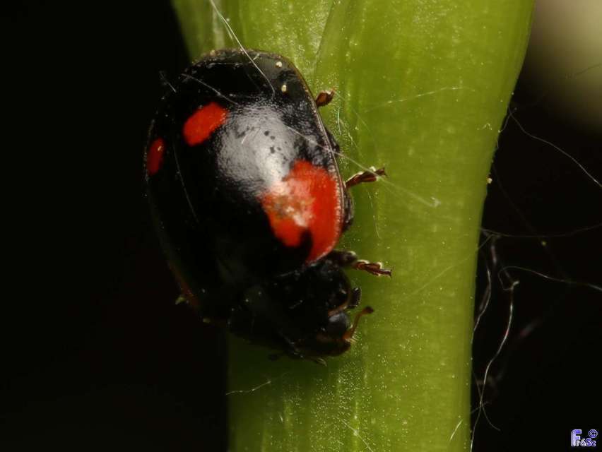 Adalia bipunctata - kétpettyes katica