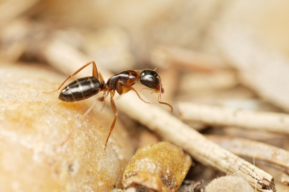 Camponotus fallax - ligeti lóhangya