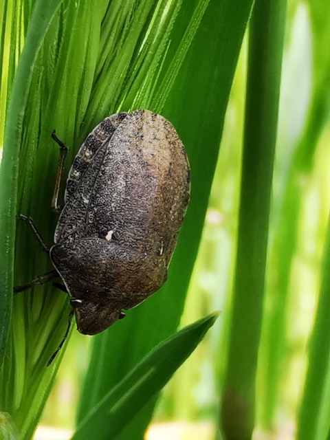 Eurygaster Eurygaster