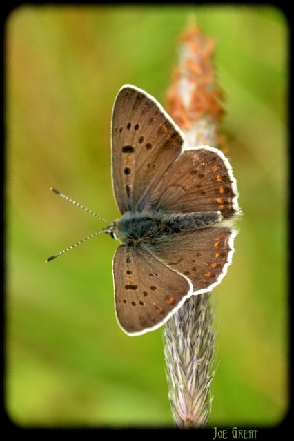 Lycaena tityrus - barna tűzlepke