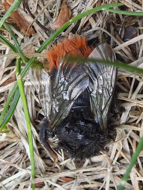 Bombus lapidarius - kövi poszméh