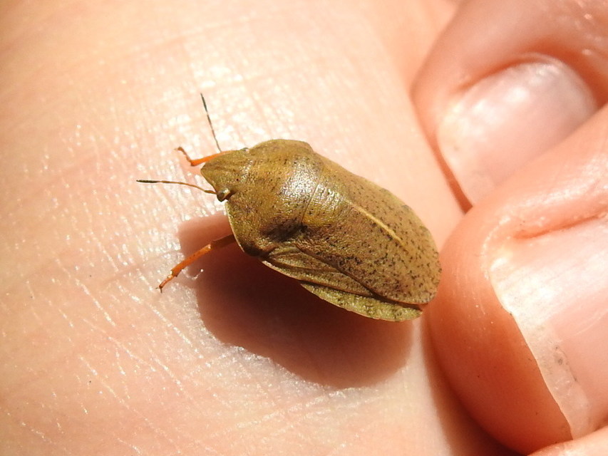 Eurygaster austriaca - osztrákpoloska Eurygaster austriaca - osztrákpoloska