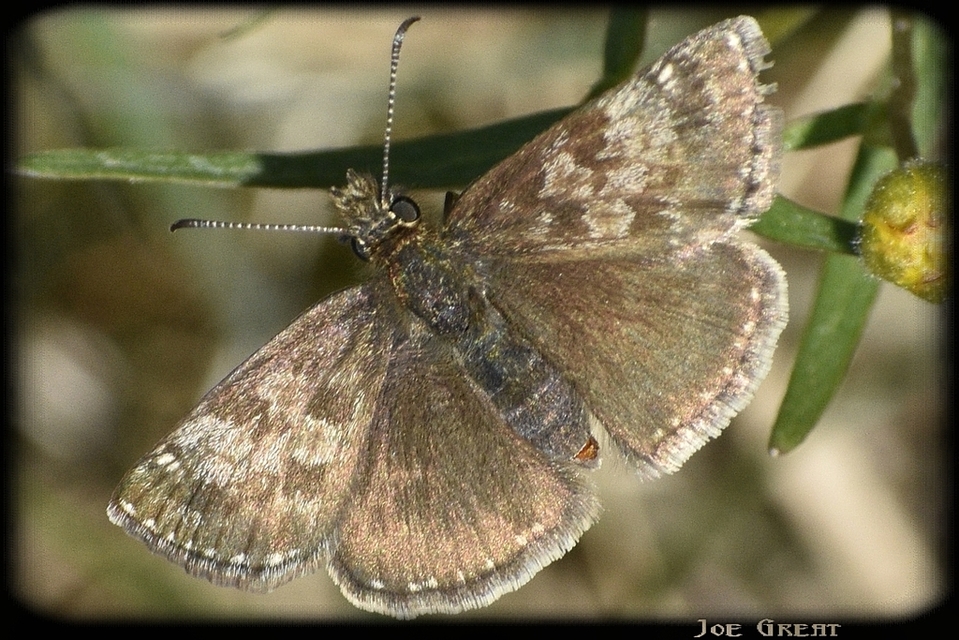 Erynnis tages - cigánylepke
