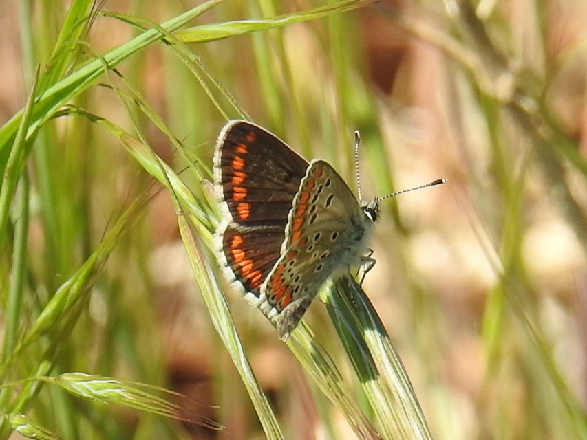 Aricia agestis - szerecsenboglárka