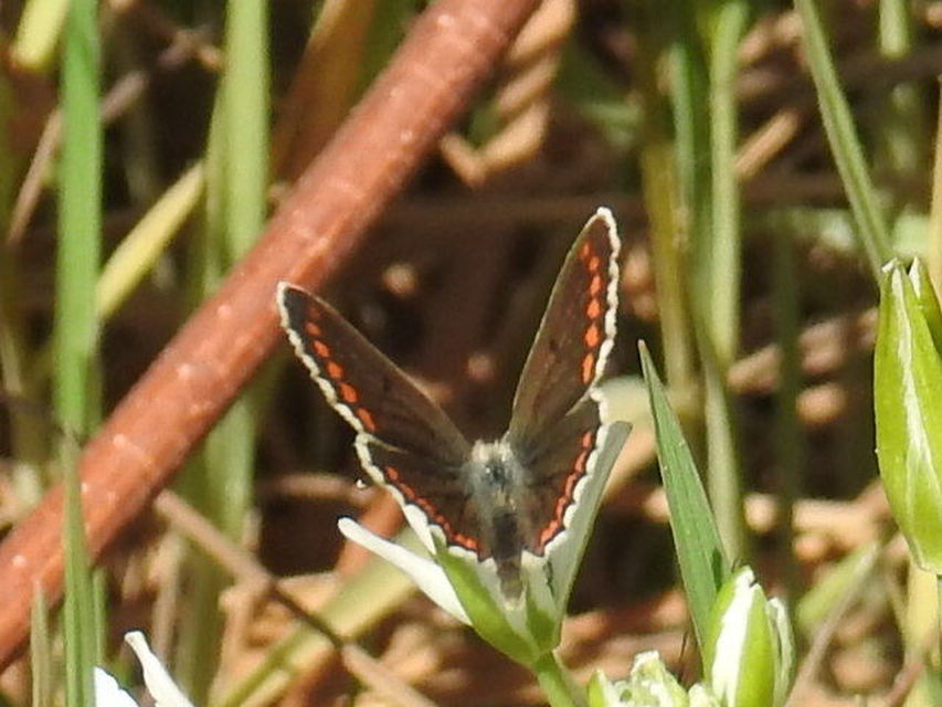 Aricia agestis - szerecsenboglárka
