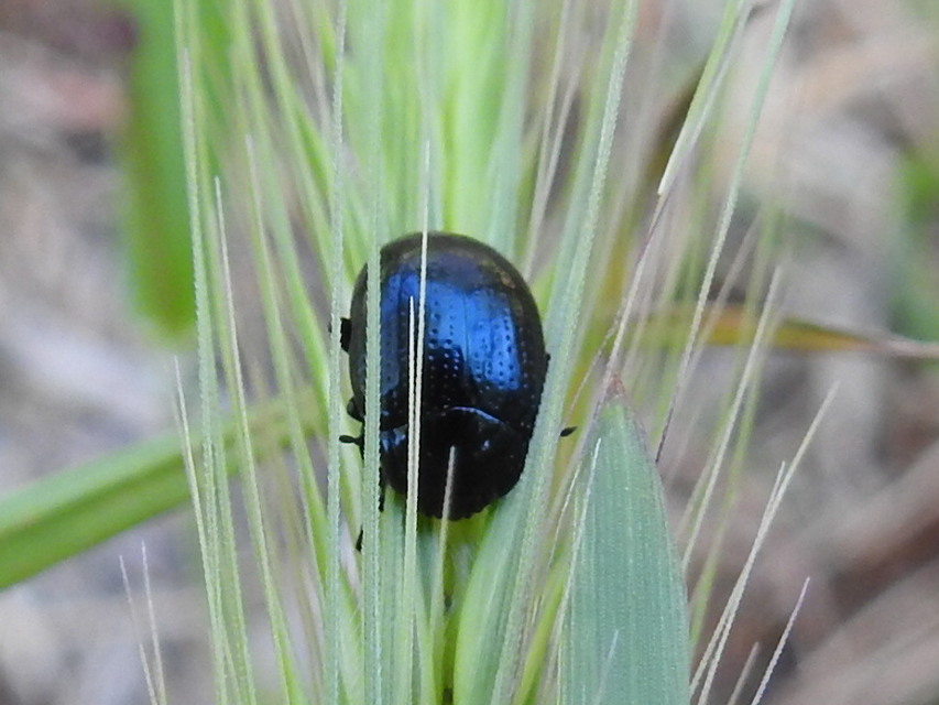 Chrysolina oricalcia - bronzos levélbogár