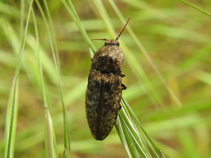 Agrypnus murinus - egérszínű pikkelyespattanó