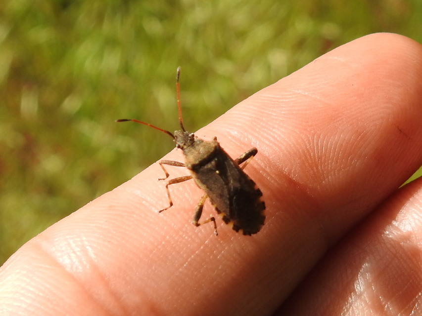 Ceraleptus gracilicornis - tüskéslábú karimáspoloska