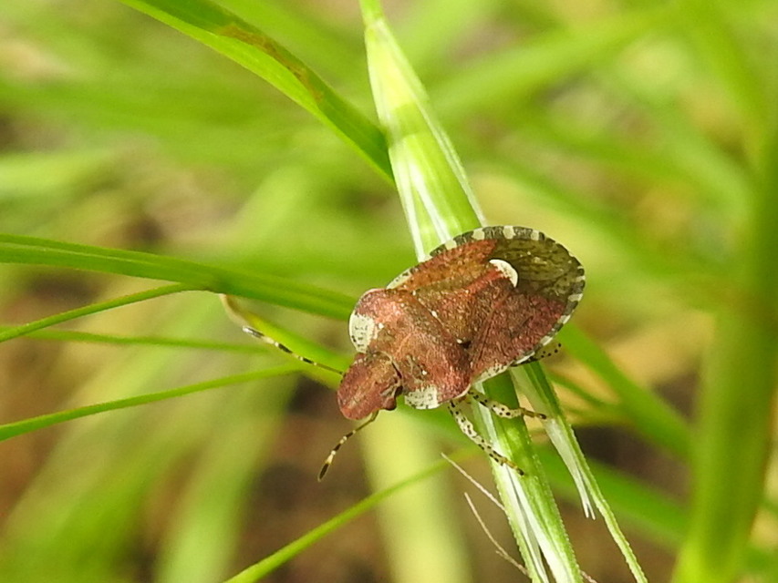 Dyroderes umbraculatus Dyroderes umbraculatus